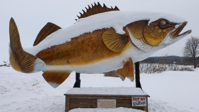 Snow Walleye