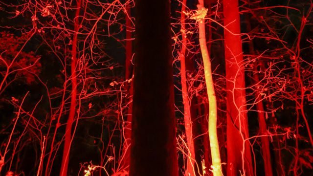 The Red Forest
